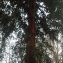 Coastal redwood