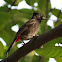 Red-vented Bulbul