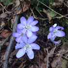 Common Hepatica