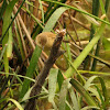 Clamorous Reed-Warbler