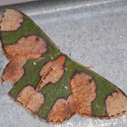 Camo moth
