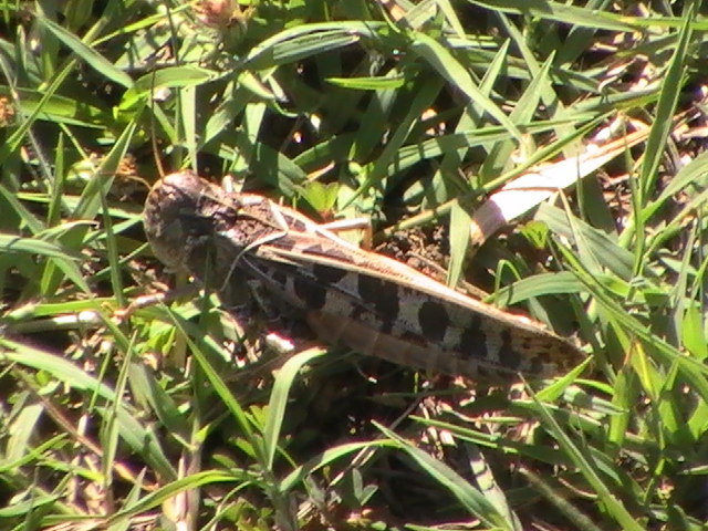 Wrinkled Grasshopper (Female)