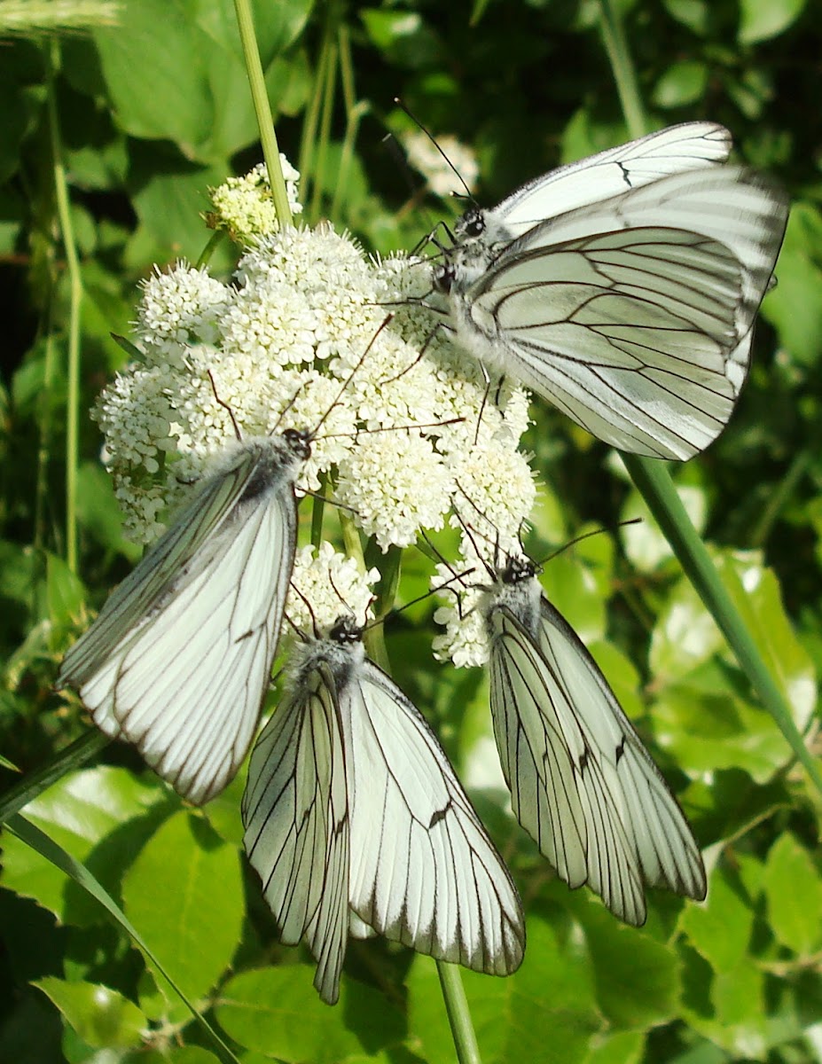 Lots of Black-veined White butterflies / Puno glogovih bijelaca