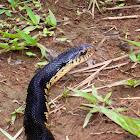Malagasy Giant Hognose Snake