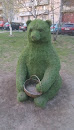 Зеленый Медведь 