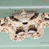 Geometrid Moth (Male)