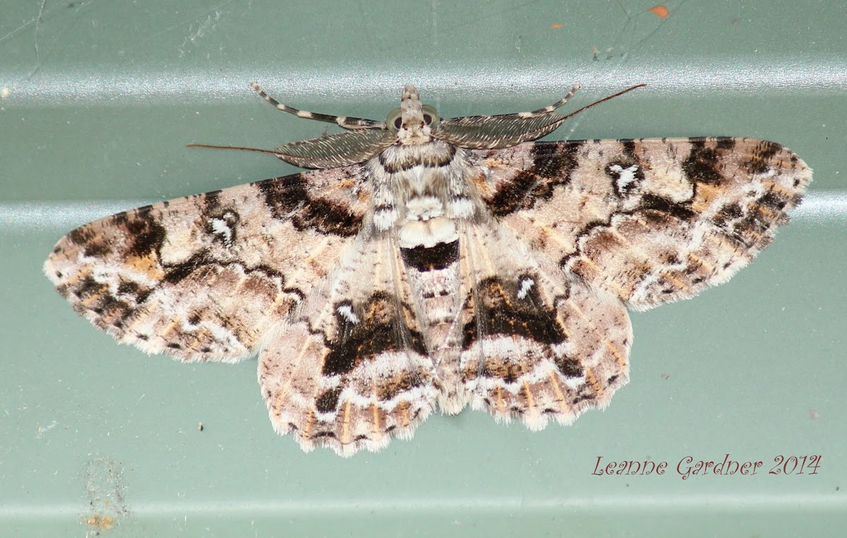 Geometrid Moth (Male)