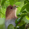 Tingazú (Squirrel cuckoo)