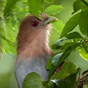 Tingazú (Squirrel cuckoo)