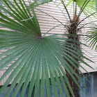 Dwarf / Sabal Palm