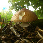 Pointed-scale Parasol Mushroom/Spitsschubbige parasolzwam