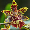 Odontocidium tiger orchid