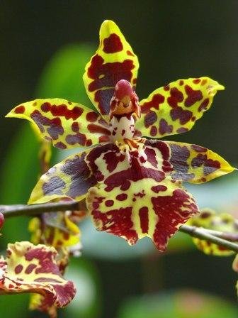 Odontocidium tiger orchid