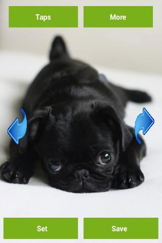 Pugs Wallpapers