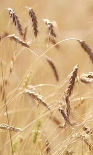 Live ears of wheat