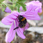 Early-nesting bumblebee
