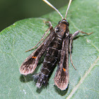 Virginia Creeper Clearwing - Hodges#2532