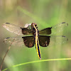 Widow Skimmer Dragonfly