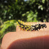 Mosaic Butterfly Caterpillar
