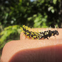 Mosaic Butterfly Caterpillar