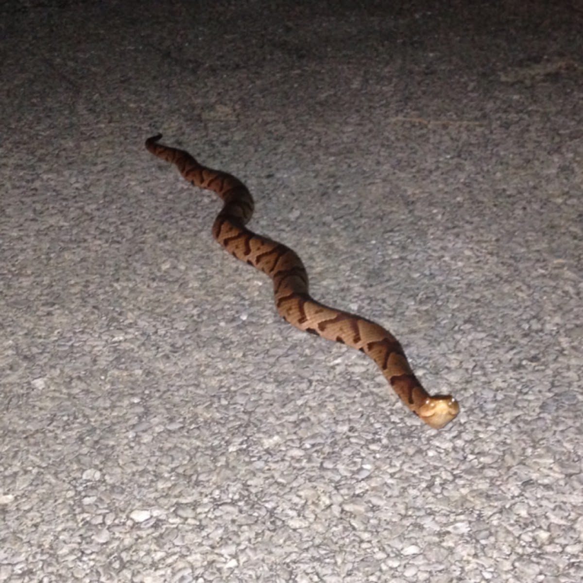 Northern Copperhead