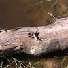 Common white tail skimmer