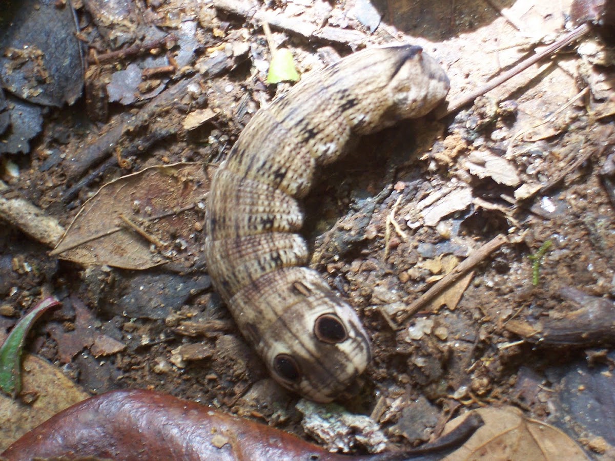 caterpillar