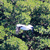 White Pelican