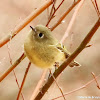 Ruby-crowned kinglet