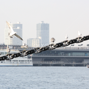 @Yokahama port by Bharath Kumar - Animals Birds
