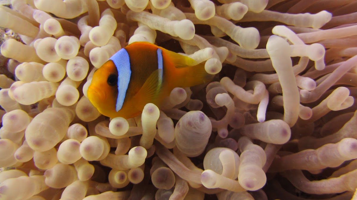 Red Sea or two-banded clownfish, Amphiprion bicinctus