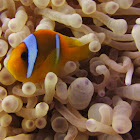 Red Sea or two-banded clownfish, Amphiprion bicinctus
