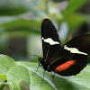 Clysonymus Longwing, Yellow Longwing or Montane longwing