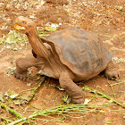Galapagos giant tortoise (Isla Espanola)