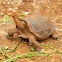 Galapagos giant tortoise (Isla Espanola)