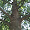 Willow oak