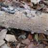 Poroid Crust Polypore mushroom