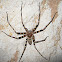 Nelson cave spider