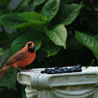 male cardinal