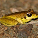 Stoney Creek Frog