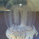 Red-eye Jellyfish