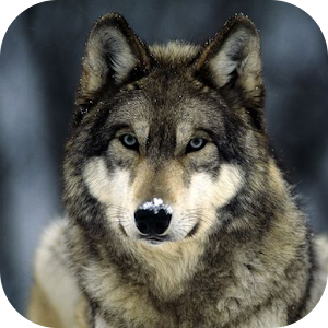 Animals Wallpapers Backgrounds 1.4