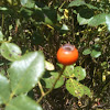 Rose hip