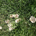 Meadow Mushroom