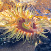 Oulactis Anemone