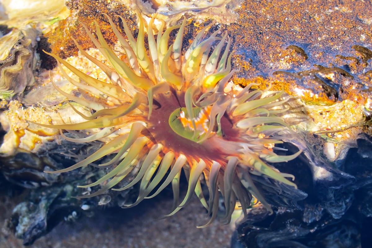 Oulactis Anemone