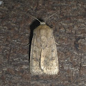 (Noctuidae) Moth