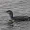 Red-throated Loon