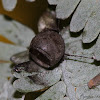 Slug Caterpillar Moth Coccoon