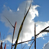 Fountain Grass